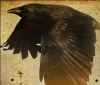 The Crow - 8. část